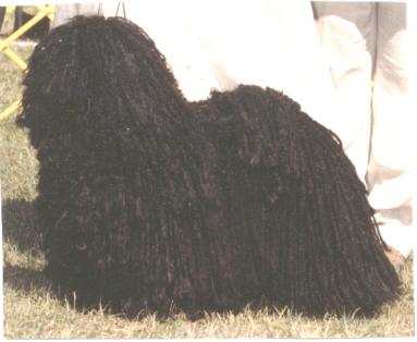 Akc puli hotsell